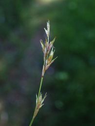 Carex bromoides